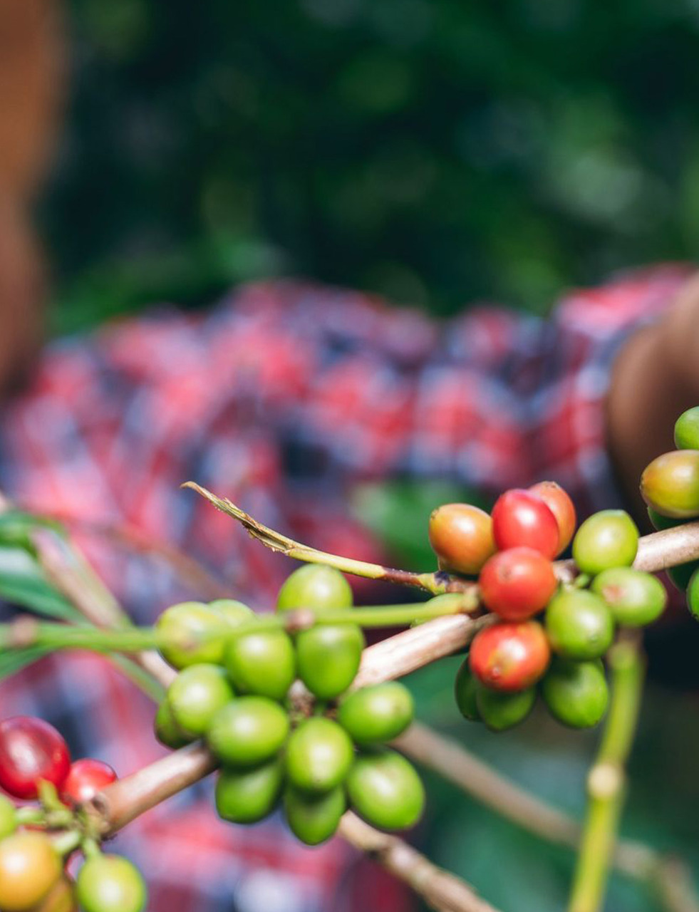 Kaffee Anbau Fruechte Kaffeekirsche Coffee Online Shop Coffienna Kaffee Anbau Fruechte Kaffeekirsche Coffee Online Shop Coffienna