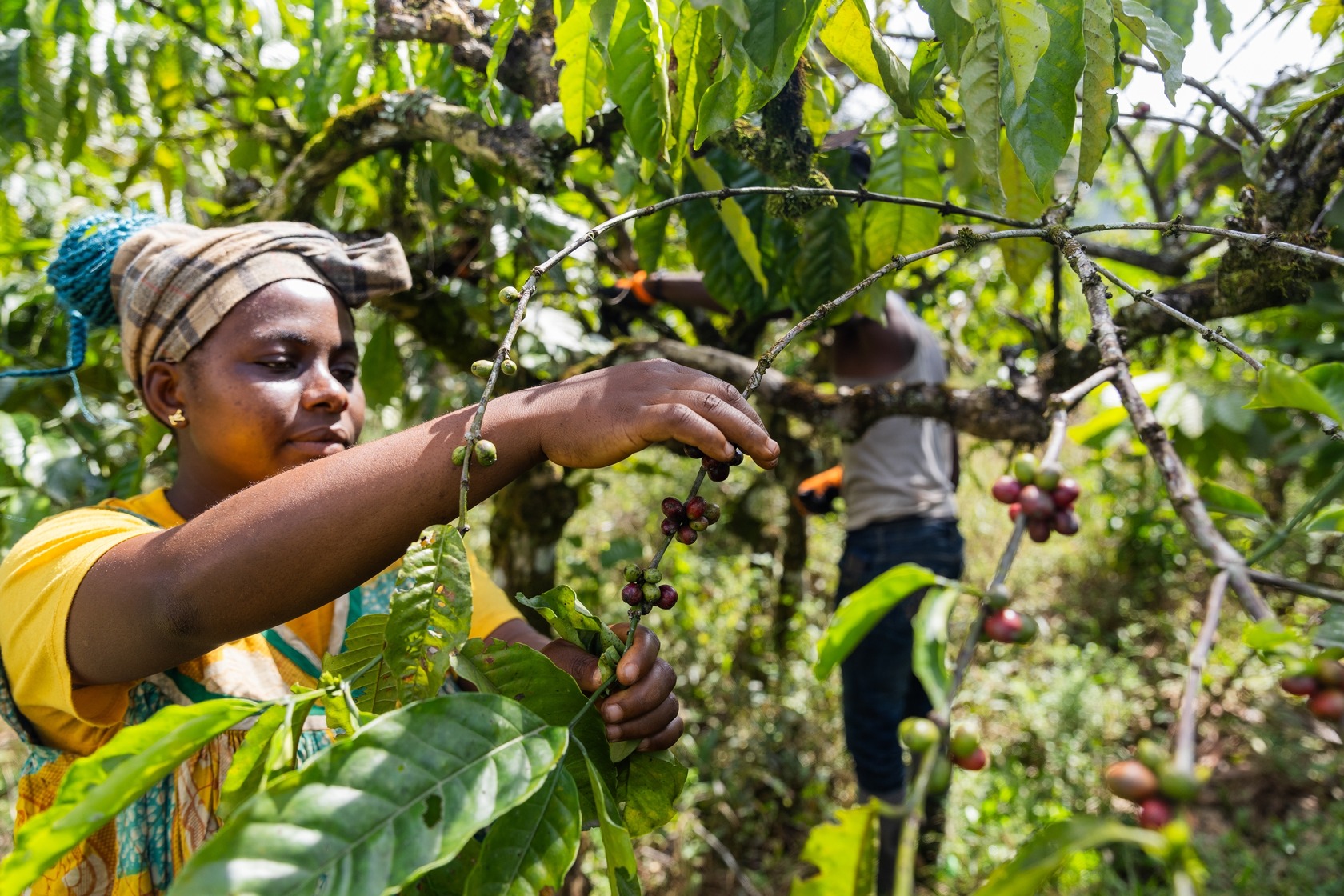 Plantage Kaffee fair-trade Partner Kaffeeherstellung Coffienna