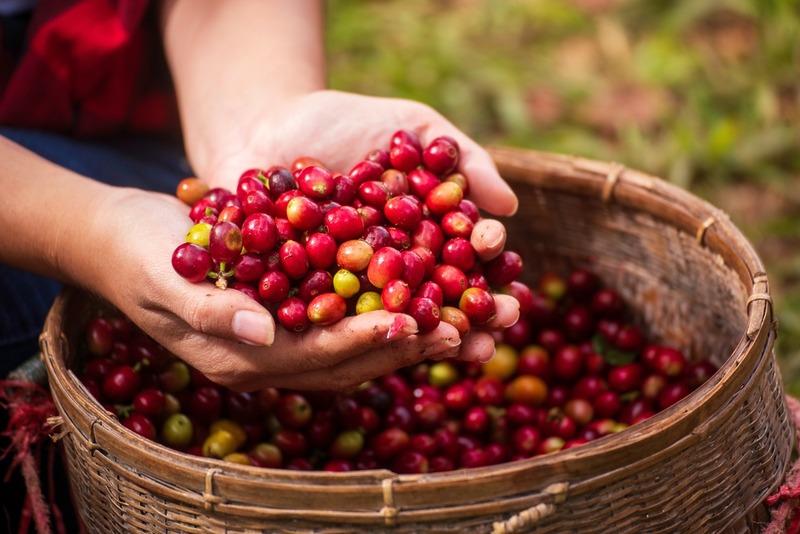 Close,Up,Hands,Harvest,Red,Seed,In,Basket,Robusta,Arabica