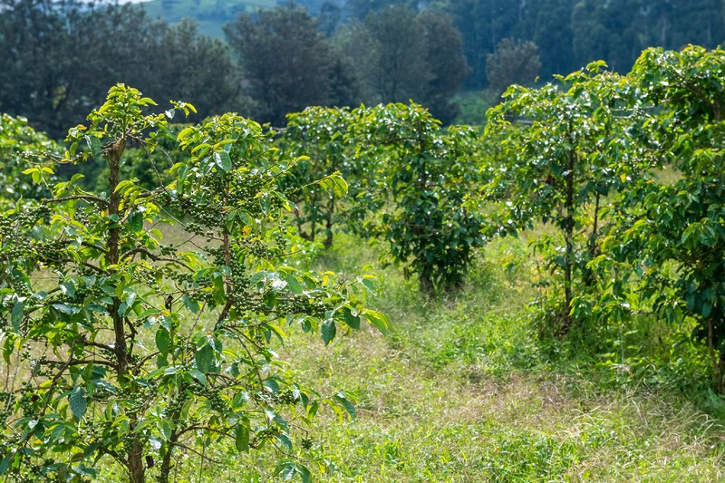 Exterior,Shot,Depicting,Coffee,Plants,In,A,Plantation,In,Western
