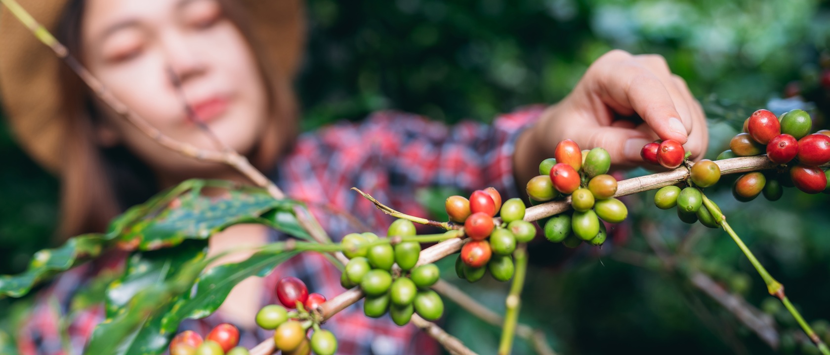 Reife und unreife Kaffeekirschen bei der Ernte